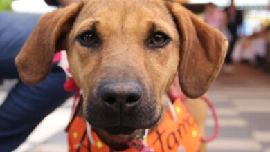 ¡Pon guapos a tus perritos y gatitos!; Tlalpan realiza primera edición del Animal Fest