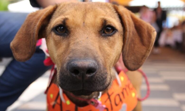 ¡Pon guapos a tus perritos y gatitos!; Tlalpan realiza primera edición del Animal Fest