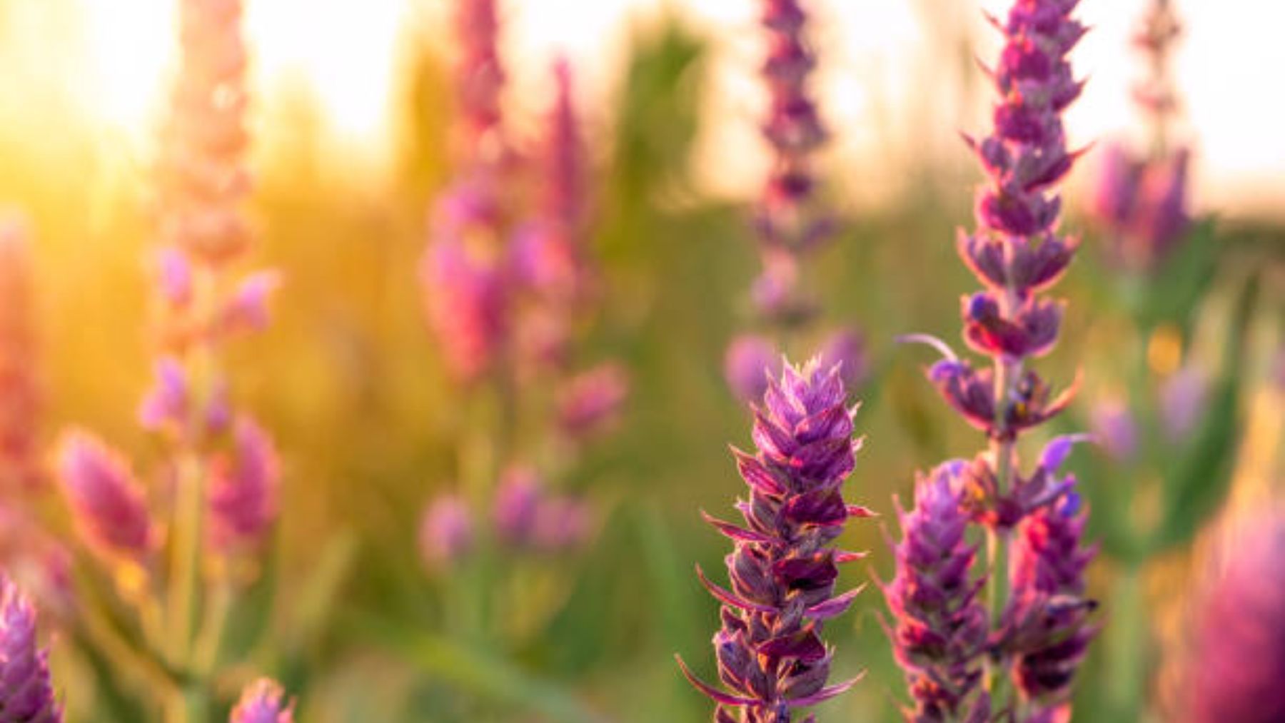 Las 8 plantas más bonitas que darán un toque a tu casa y que no necesitan cuidados