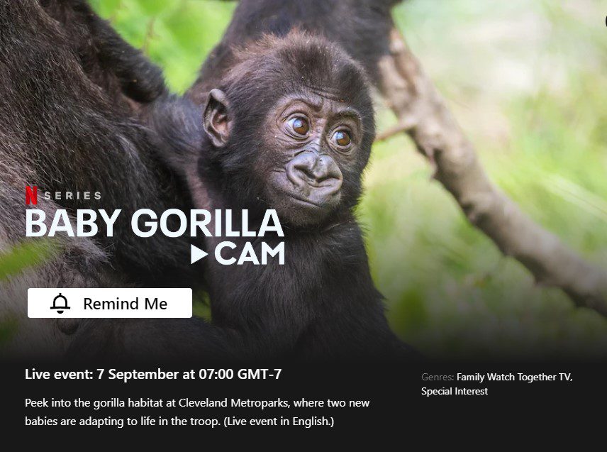 página de netflix de transmisión en vivo de baby gorilla cam página de netflix de transmisión en vivo de baby gorilla cam