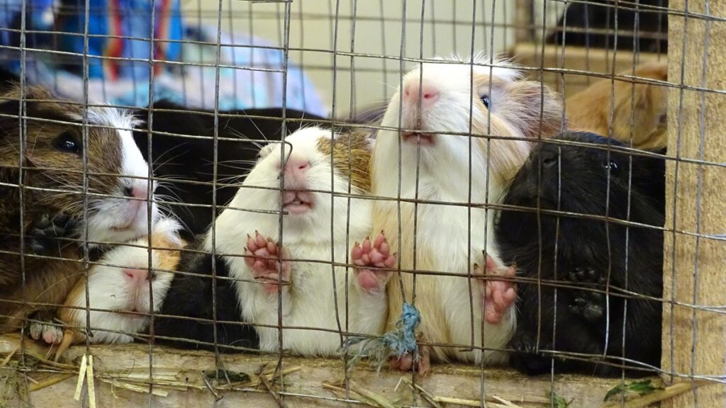 Acusado en Utah se declara culpable de maltrato animal