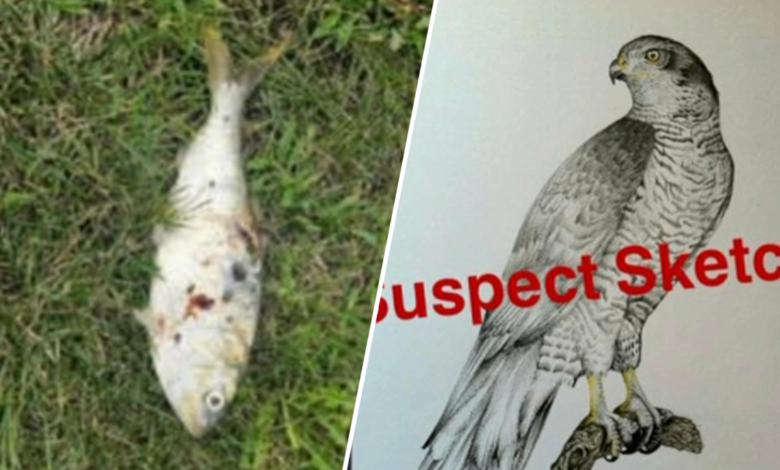 Apagón en Nueva Jersey se atribuye a un pájaro y un pez