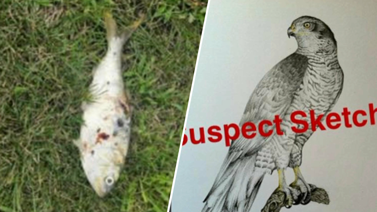 Apagón en Nueva Jersey se atribuye a un pájaro y un pez