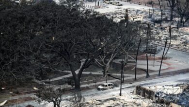 Árbol baniano de Lahaina emerge quemado pero aún en pie