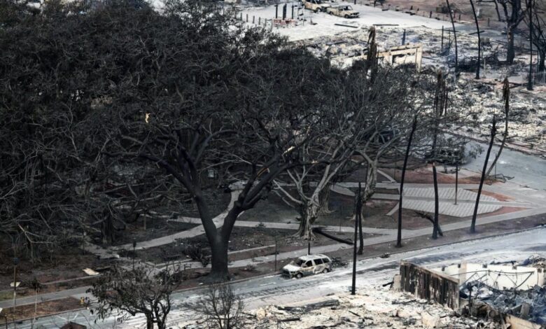 Árbol baniano de Lahaina emerge quemado pero aún en pie
