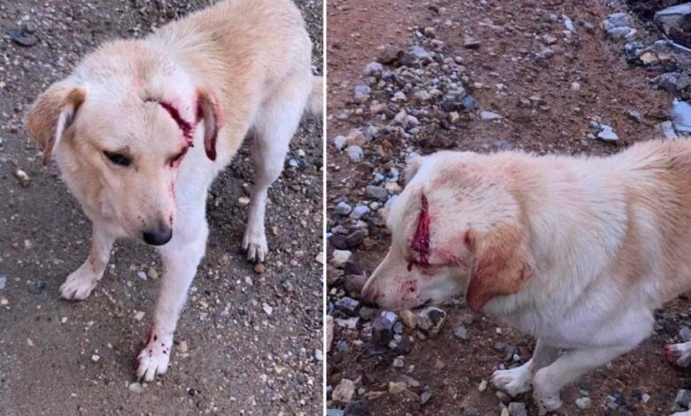 Atacan con machete a perrito en Oaxaca