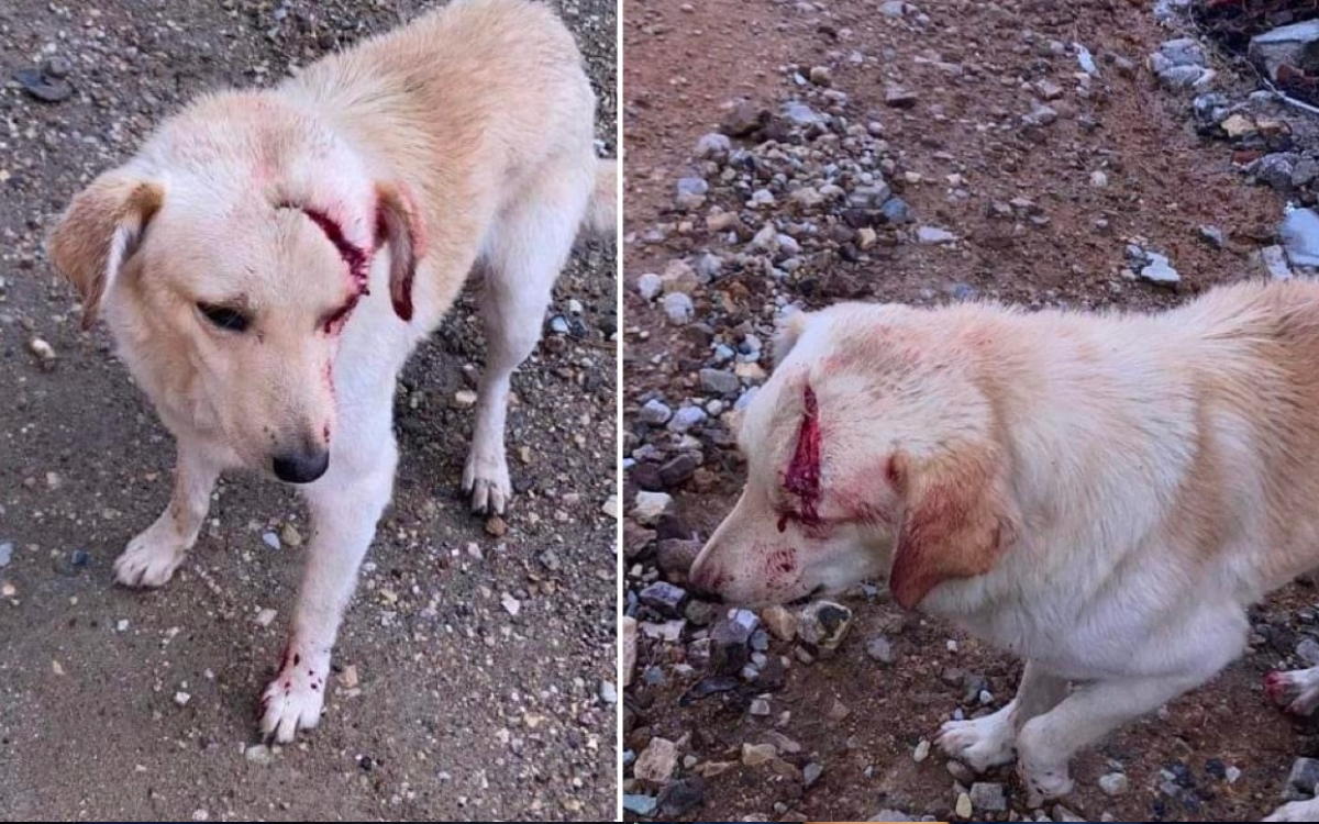 Atacan con machete a perrito en Oaxaca