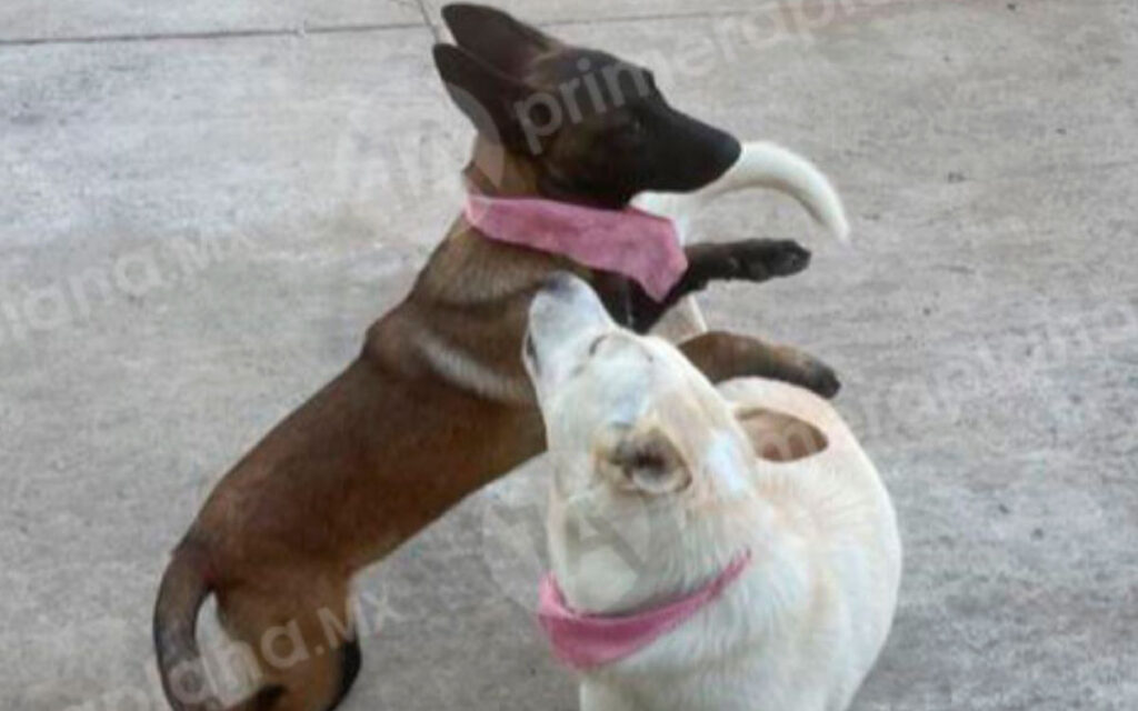 Buba y Canela: yo pensé que sólo las iba a golpear