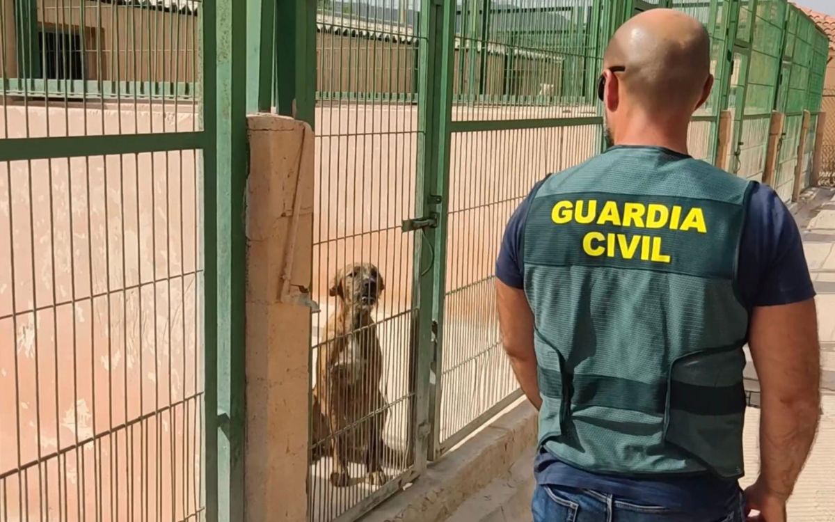 Cae estafador que decía conocer paradero de perros robados