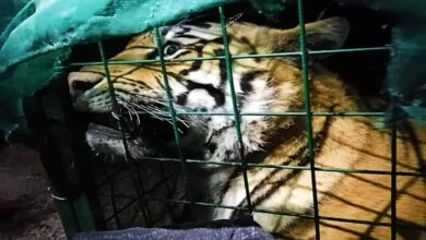 Capturan a tigre de bengala que paseaba por Tlaquepaque