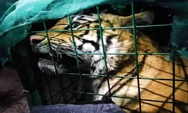 Capturan a tigre de bengala que paseaba por Tlaquepaque