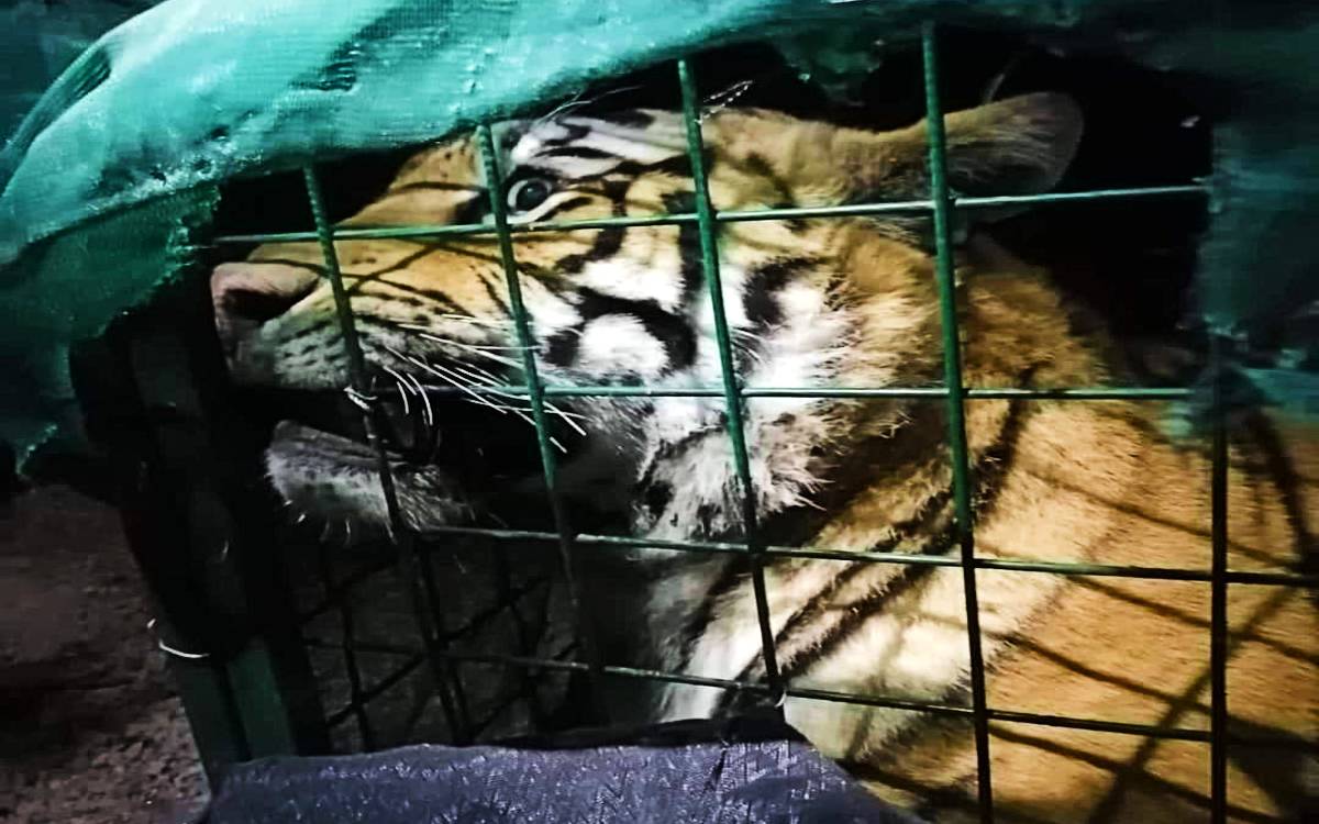 Capturan a tigre de bengala que paseaba por Tlaquepaque