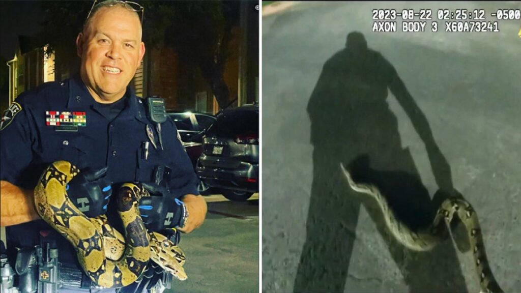 Capturan gigantesca serpiente en un complejo de viviendas en Irving, Texas