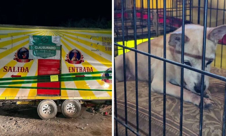 Clausuran feria en NL que usaba a perros y aves con malformaciones como atracción