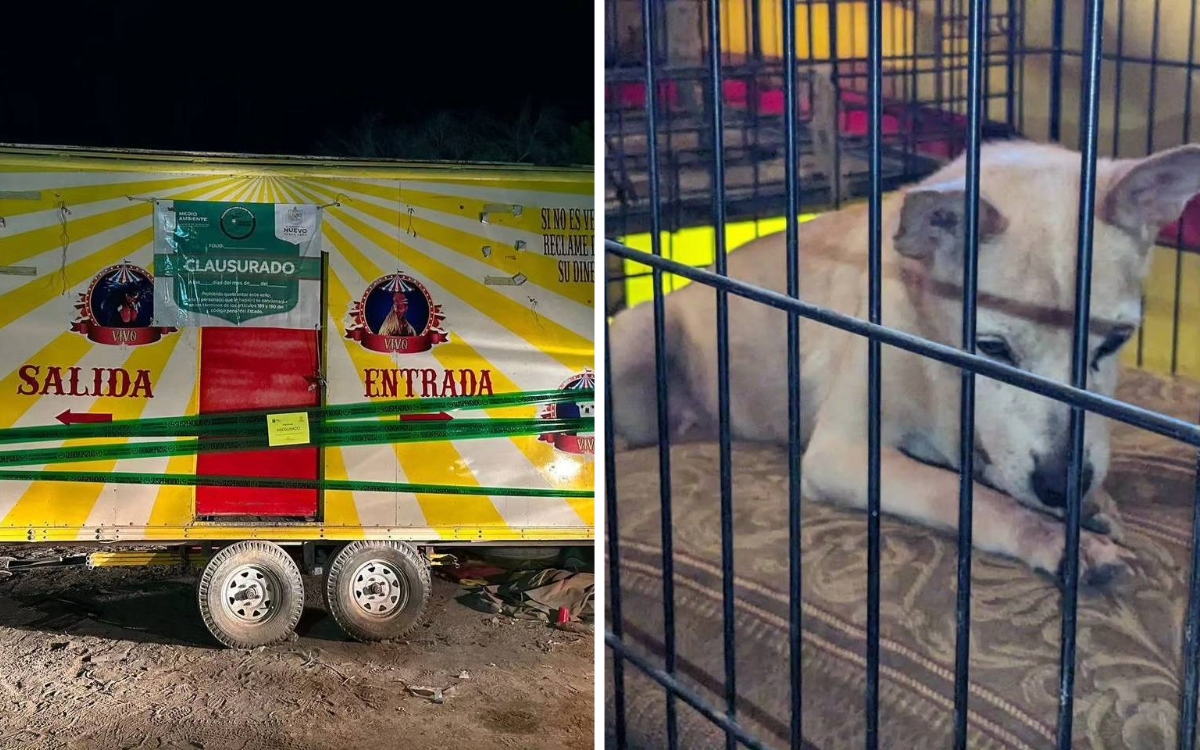Clausuran feria en NL que usaba a perros y aves con malformaciones como atracción