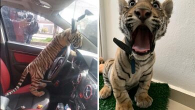 Detienen a sujeto que viajaba con un tigre de bengala en Neza; Profepa ya resguarda al felino