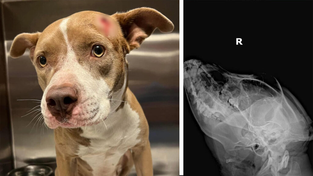 Encuentran perrita con herida de bala en la cabeza en Miami