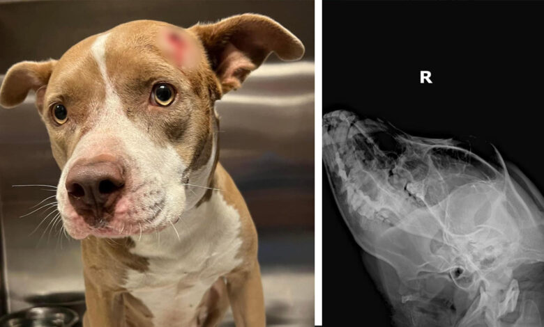 Encuentran perrita con herida de bala en la cabeza en Miami