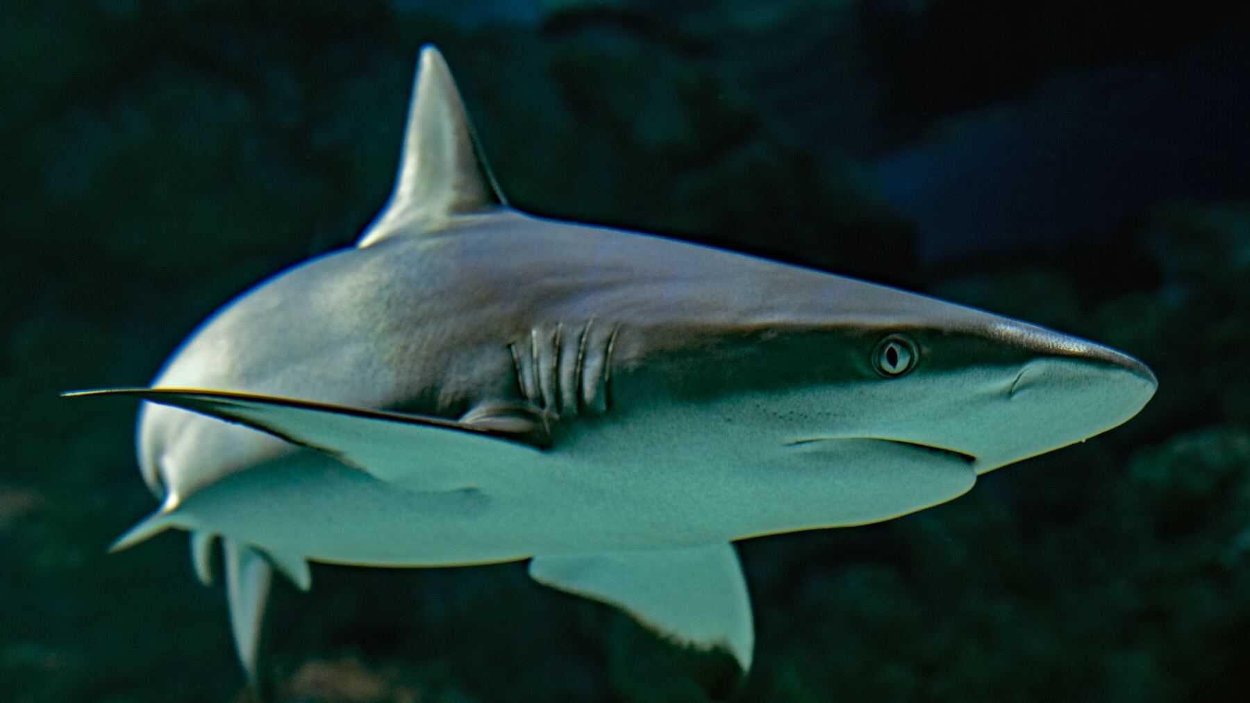 Estas son las playas a las que no debes ir jamás si no quieres encontrarte con tiburones