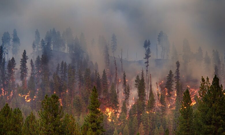 Estudio revela cómo el humo de los incendios forestales tiene un impacto negativo en el cerebro