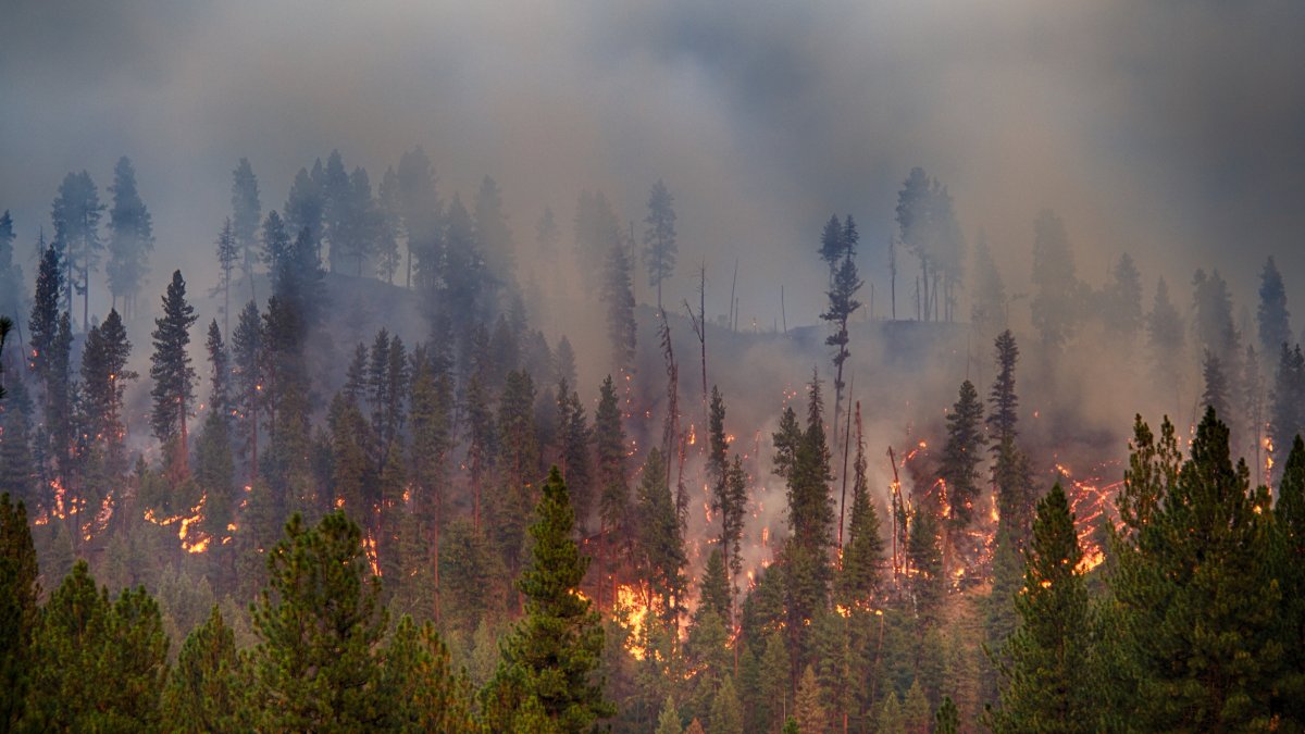 Estudio revela cómo el humo de los incendios forestales tiene un impacto negativo en el cerebro