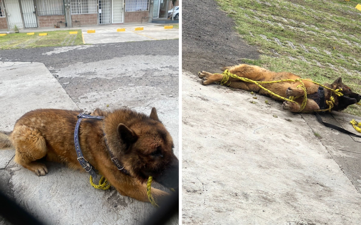 Fiscalía del Edomex busca a presuntos asesinos del perro guía Kuko