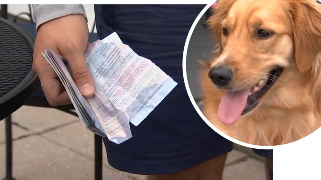 Golden Retriever se come el pasaporte de su dueño en Boston antes de viajar para su boda