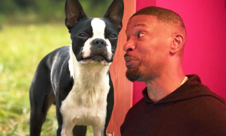 Jamie Foxx y Will Ferrell obtienen un vulgar AF grabando el diálogo de Strays en el tráiler de BTS