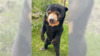 La razón por la que algunos osos se paran en dos patas como si fueran humanos