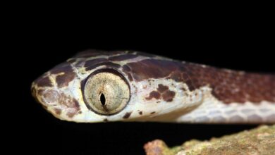 Le ponen “Harrison Ford” a serpiente depredadora descubierta en Perú