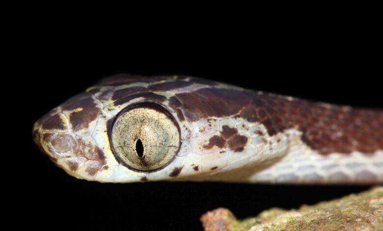 Le ponen “Harrison Ford” a serpiente depredadora descubierta en Perú