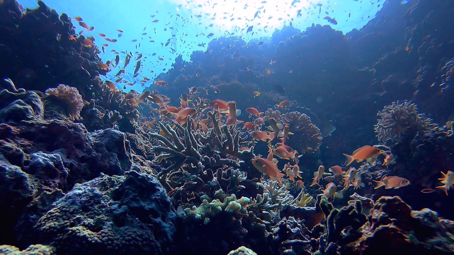 Los peces están mordiendo a los bañistas en Baleares. Todo tiene una explicación