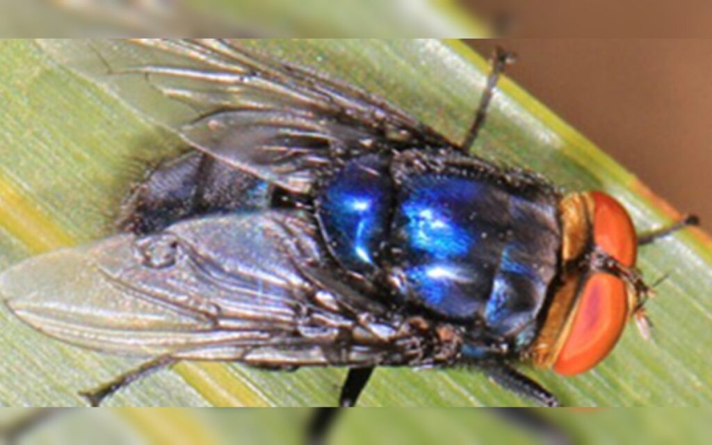 México levantará primera barrera sanitaria ante amenaza de gusano barrenador