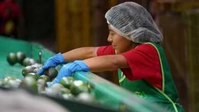 México registra superávit en la balanza comercial agroalimentaria del primer semestre