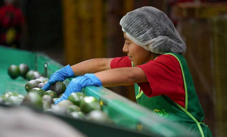México registra superávit en la balanza comercial agroalimentaria del primer semestre