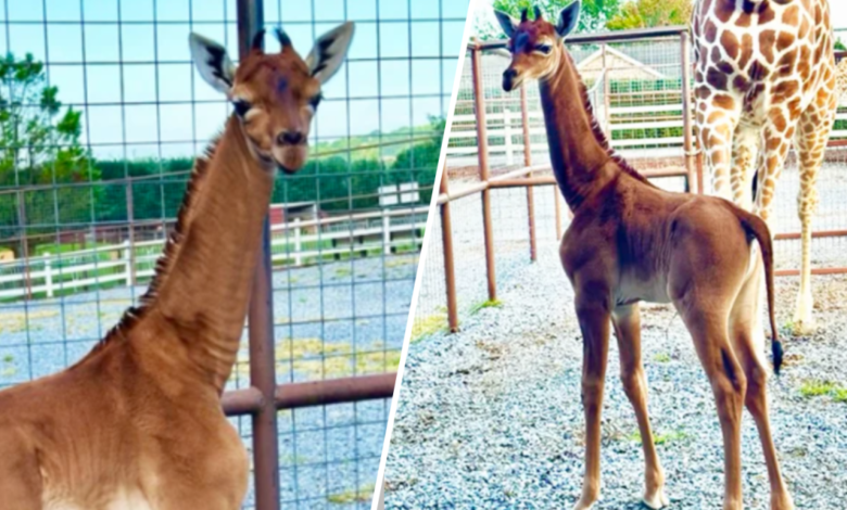 Nace jirafa sin manchas en Brights Zoo en Tennessee