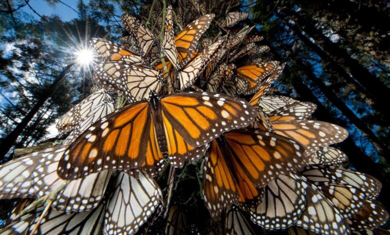 Plantan 2 mil 600 árboles en la principal reserva de la mariposa monarca
