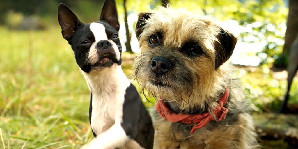 Puntuación de Strays Rotten Tomatoes: ¿Cómo se compara la comedia con clasificación R con la mayoría de las películas de perros icónicas?