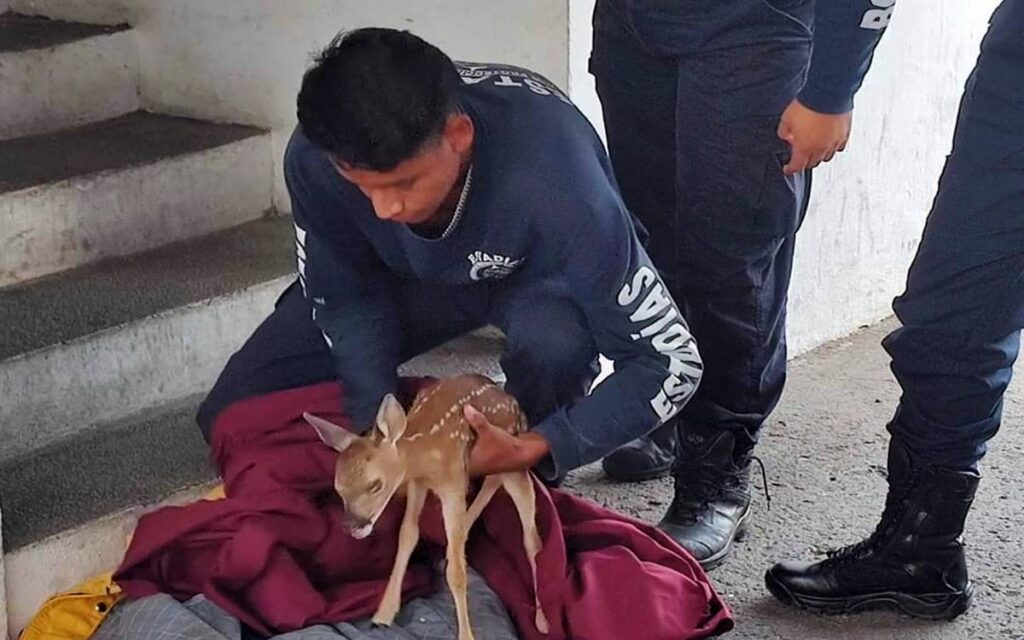 Rescatan de ser atropellado a venadito en libramiento de Tepic