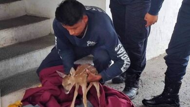 Rescatan de ser atropellado a venadito en libramiento de Tepic