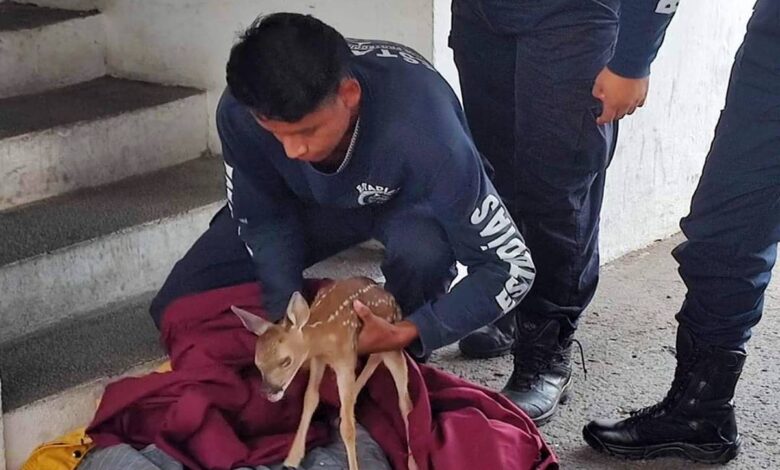 Rescatan de ser atropellado a venadito en libramiento de Tepic