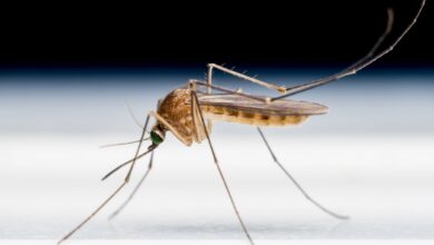 Residente de Maryland diagnosticado con malaria