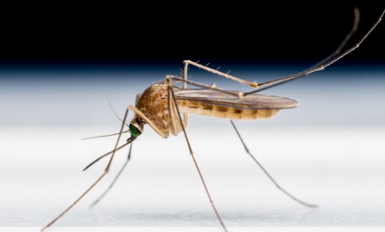 Residente de Maryland diagnosticado con malaria