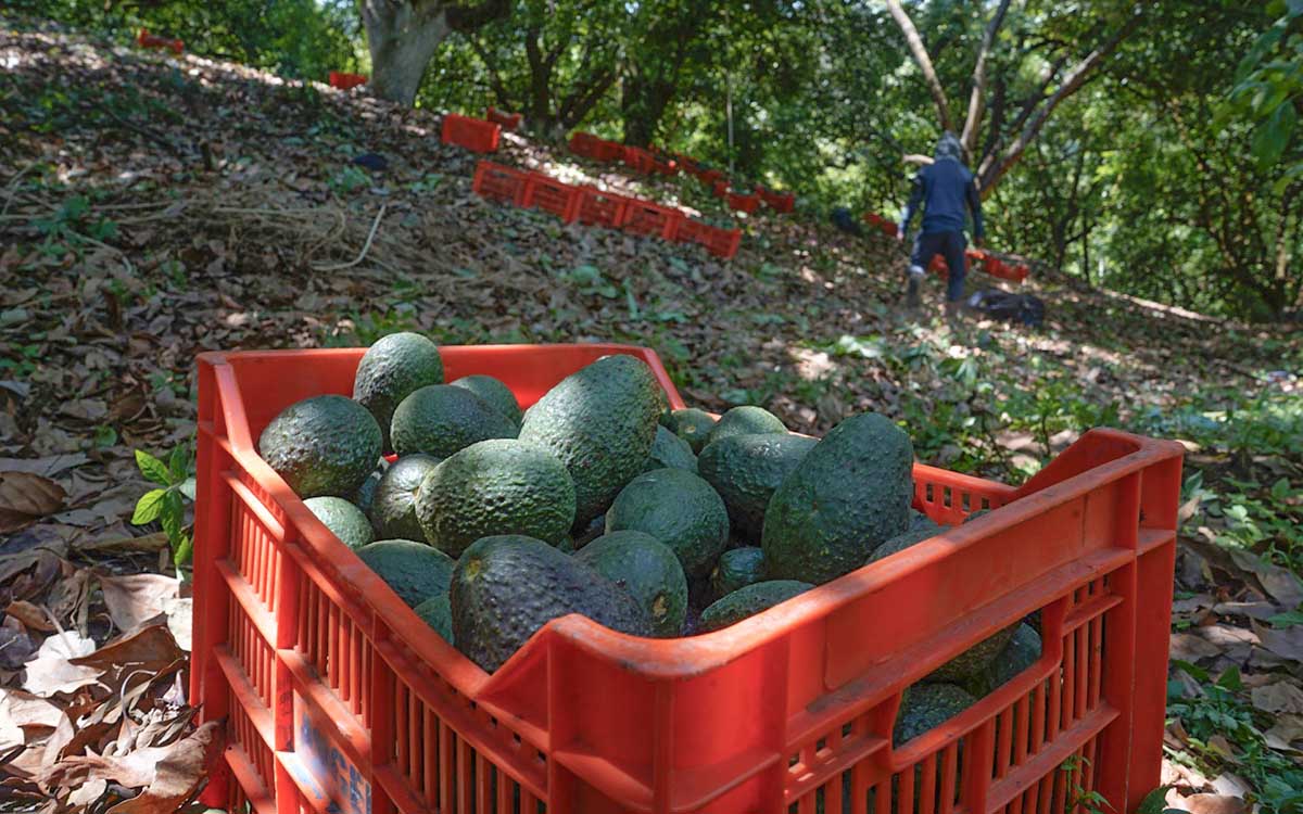 Sader declara libres de plagas regiones aguacateras de cinco estados