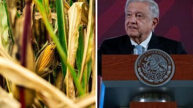 Se necesita resolver de una vez por todas si maíz transgénico es dañino: AMLO sobre panel de T-MEC