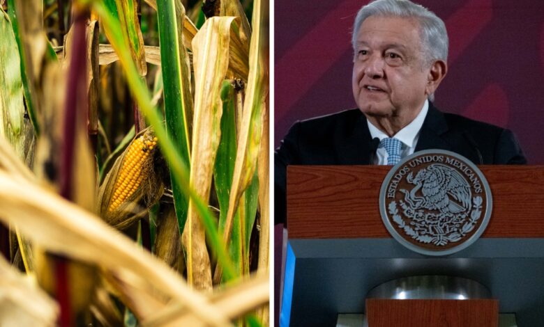 Se necesita resolver de una vez por todas si maíz transgénico es dañino: AMLO sobre panel de T-MEC