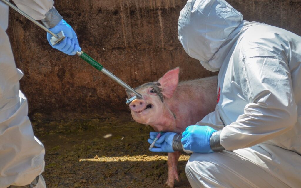 Senasica reconoce falta de recursos para vigilar plagas en alimentos