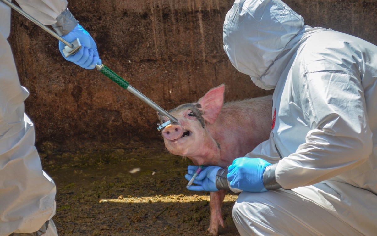 Senasica reconoce falta de recursos para vigilar plagas en alimentos