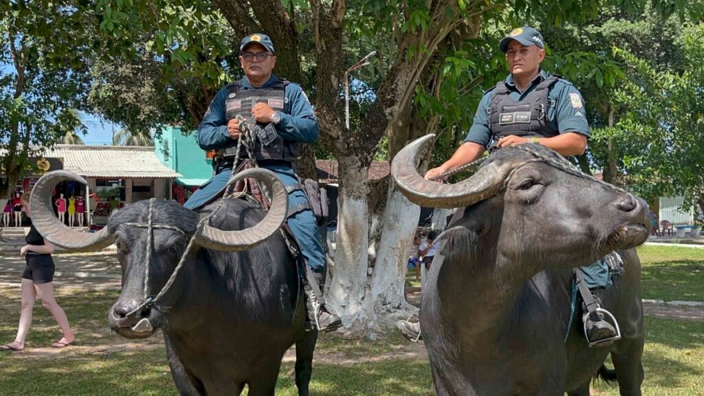 Único en el mundo: el escuadrón policial que enfrenta el crimen montado en búfalos