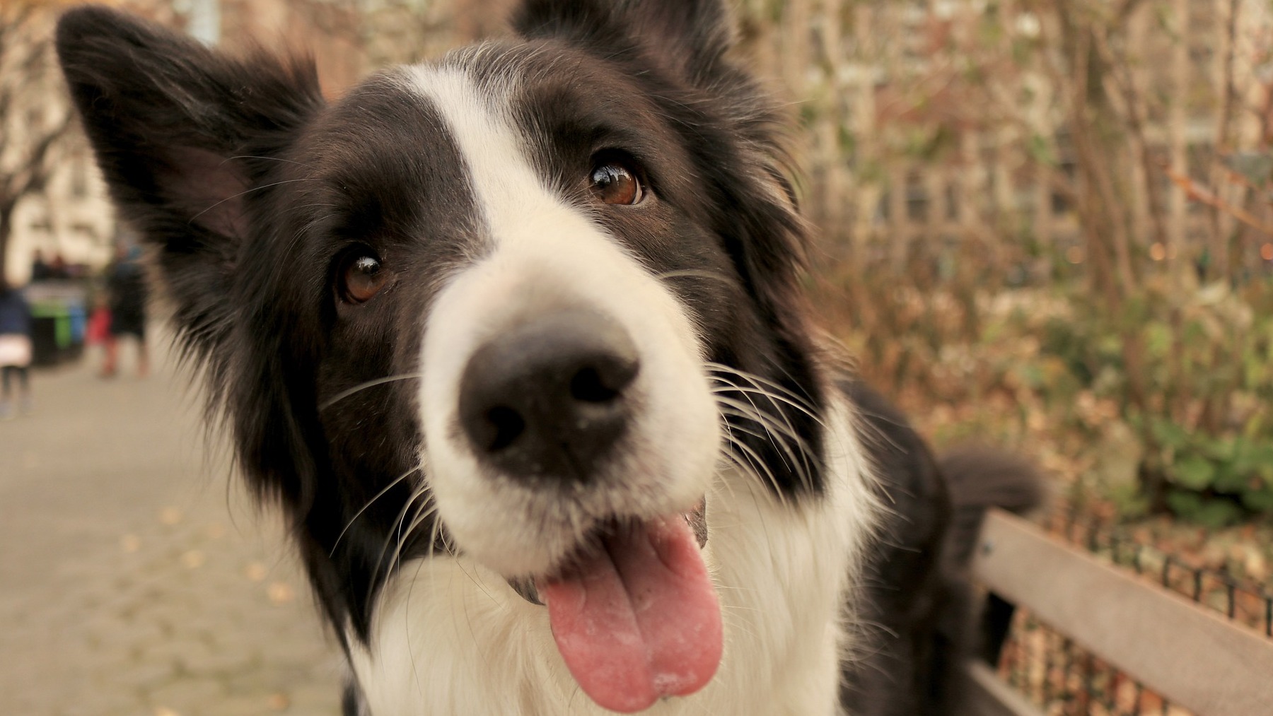 Va a un restaurante con su perro y la que se lía deja a todos con la boca abierta